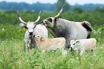 Slavonian Syrmian cattle (rare breed) in the meadows between Krapje and Drenov Bok, Lonjsko Polje Nature Park, Sisack-Moslavina county, Slavonia region, Posavina area, Croatia, June 2009