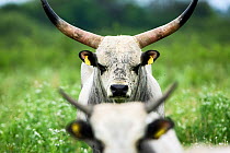 Slavonian Syrmian cattle (rare breed) in meadow between Krapje and Drenov Bok, Lonjsko Polje Nature Park, Sisack-Moslavina county, Slavonia region, Posavina area, Croatia, June 2009