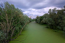 Common duckweed (Lemna minor) covering a water channel at dusk, riparian forest mainly consisting of Willow trees (Salix sp) Lonjsko Polje Nature Park, Sisack-Moslavina county, Slavonia region, Posavi...