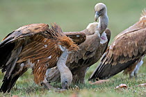 Griffon vultures (Gyps fulvus) feeding, Andorra, June 2009