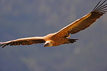 Griffon vulture (Gyps fulvus) in flight, Andorra, June 2009