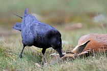 Raven (Corvus corax) feeding on Roe deer (Capreolus capreolus) carcass, Andorra, June 2009