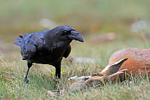 Raven (Corvus corax) next to Roe deer (Capreolus capreolus) carcass, Andorra, June 2009