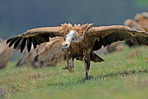Griffon vulture (Gyps fulvus) running with wings stretched, Andorra, June 2009. WWE INDOOR EXHIBITION