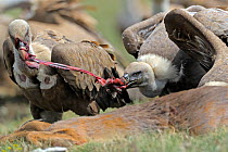 Two Griffon vultures (Gyps fulvus) feeding on Roe deer (Capreolus capreolus) pulling at carcass meat, Andorra, June 2009