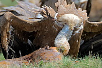 Griffon vulture (Gyps fulvus) feeding on Roe deer (Capreolus capreolus) carcass, Andorra, June 2009