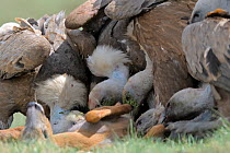 Griffon vultures (Gyps fulvus) feeding on Roe deer (Capreolus capreolus) carcass, Andorra, June 2009
