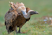 Griffon vulture (Gyps fulvus) standing on a small piece of Roe deer (Capreolus capreolus) meat, Andorra, June 2009