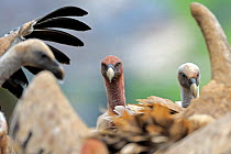 Griffon vultures (Gyps fulvus) Andorra, June 2009