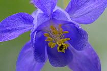 European columbine (Aquilegia vulgaris) flower, Pal, Andorra, June 2009