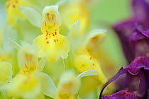 Early marsh orchid (Dactylorhiza incarnata incarnata) flowers, Vall DIncles, Andorra, June 2009