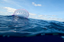 Portuguese man-of-war (Physalia physalis) on the water surface, Pico, Azores, Portugal, June 2009