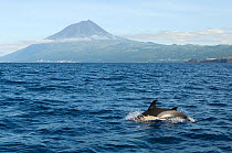 Common dolphins (Delphinus delphis) porpoising with Pico peak on Pico island in the distance, Azores, Portugal, June 2009