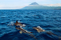 Common dolphins (Delphinus delphis) porpoising, Pico, Azores, Portugal, June 2009
