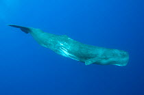 Sperm whale (Physeter macrocephalus) Pico, Azores, Portugal, June 2009