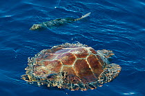 Loggerhead turtle (Caretta caretta) swimming past a fish, Pico, Azores, Portugal, June 2009
