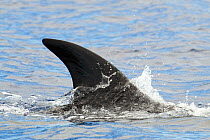 Sei whale (Balaenoptera borealis) fin showing above water, Pico, Azores, Portugal, June 2009