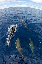 Atlantic spotted dolphins (Stenella frontalis) Pico, Azores, Portugal, June 2009