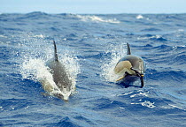 Two Common dolphins (Delphinus delphis) porpoising, Pico, Azores, Portugal, June 2009