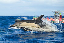 Common dolphin (Delphinus delphis) porpoising with a whale watching boat behind, Pico, Azores, Portugal, June 2009