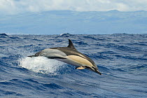 Common dolphin (Delphinus delphis) porpoising, Pico, Azores, Portugal, June 2009