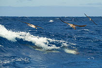 Cory's shearwaters (Calonectris diomedea) and Common dolphins (Delpinus delpis) hunting Atlantic horse mackerels (Trachurus trachurus) close to the surface in a rough sea, Pico, Azores, Portugal, June...