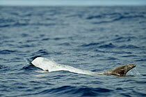 Risso's dolphin (Grampus griseus) at surface, Pico, Azores, Portugal, June 2009