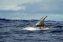 Risso's dolphin (Grampus griseus) surfacing with fin showing scarring, Pico, Azores, Portugal, June 2009