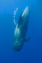 Short finned pilot whale (Globicephala macrorhynchus) diving with air bubble trail, Pico, Azores, Portugal, June 2009
