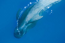 Short finned pilot whale (Globicephala macrorhynchus) with air bubble trail, Pico, Azores, Portugal, June 2009