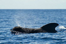 Short finned pilot whale (Globicephala macrorhynchus) surfacing, Pico, Azores, Portugal, June 2009