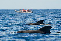 Two Short finned pilot whales (Globicephala macrorhynchus) surfacing with a small whale watching boat in the distance, Pico, Azores, Portugal, June 2009