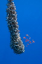 Gooseneck barnacles on a drifting rope and a small shoal of Boarfish (Capros aper) seeking shelter, Pico, Azores, Portugal, June 2009