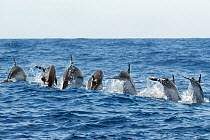 Rear view of Atlantic spotted dolphins (Stenella frontalis) porpoising, Pico, Azores, Portugal, June 2009
