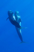 Two Short-finned pilot whales (Globicephala macrorhynchus) Pico, Azores, Portugal, June 2009