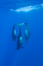 Four Short-finned pilot whales (Globicephala macrorhynchus) diving, Pico, Azores, Portugal, June 2009
