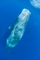 Sperm whale (Physeter macrocephalus) resting just below the surface, Pico, Azores, Portugal, June 2009