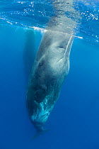 Sperm whale (Physeter macrocephalus) resting, Pico, Azores, Portugal, June 2009