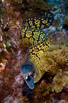 Marbled moray (Muraena helena) with mouth open, Princesa Alice, Azores, Portugal, June 2009