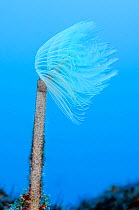 Spiral tube worm (Sabella / Spirographis spallanzani) Faial, Azores, Portugal, June 2009