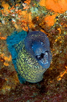 Marbled moray (Muraena helena) coming through hole with mouth open, Princesa Alice, Azores, Portugal, June 2009