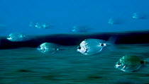 Saddled bream (Oblada melanura) swimming in ghostlike formation, Pico, Azores, Portugal, June 2009