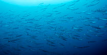 Shoal of Striped barracuda (Sphyraena viridensis) Pico, Azores, Portugal, July 2009