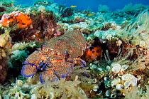 Slipper lobster (Scyllarides latus) on sea bed, Faial, Azores, Portugal, July 2009