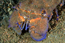Slipper lobster (Scyllarides latus) portrait, Pico, Azores, Portugal, July 2009