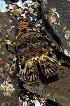 Small European locust lobster (Scyllarus arctus) portrait, Pico, Azores, Portugal, July 2009