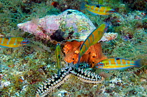 Hairy triton (Cymatium parthenopeum) feeding on a Spiny starfish (Marthasterias glacialis) Faial, Azores, Portugal, July 2009