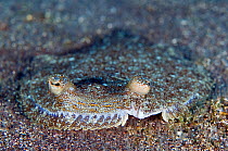 Wide-eyed flounder (Bothus podas) on sea bed, Faial, Azores, Portugal, July 2009