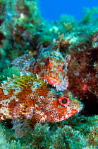 Scorpionfish (Scorpaena maderensis) Pico, Azores, Portugal, July 2009