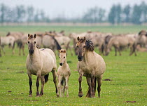 Konik horse family, Oostvaardersplassen, Netherlands, June 2009
